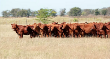 Livestock Development