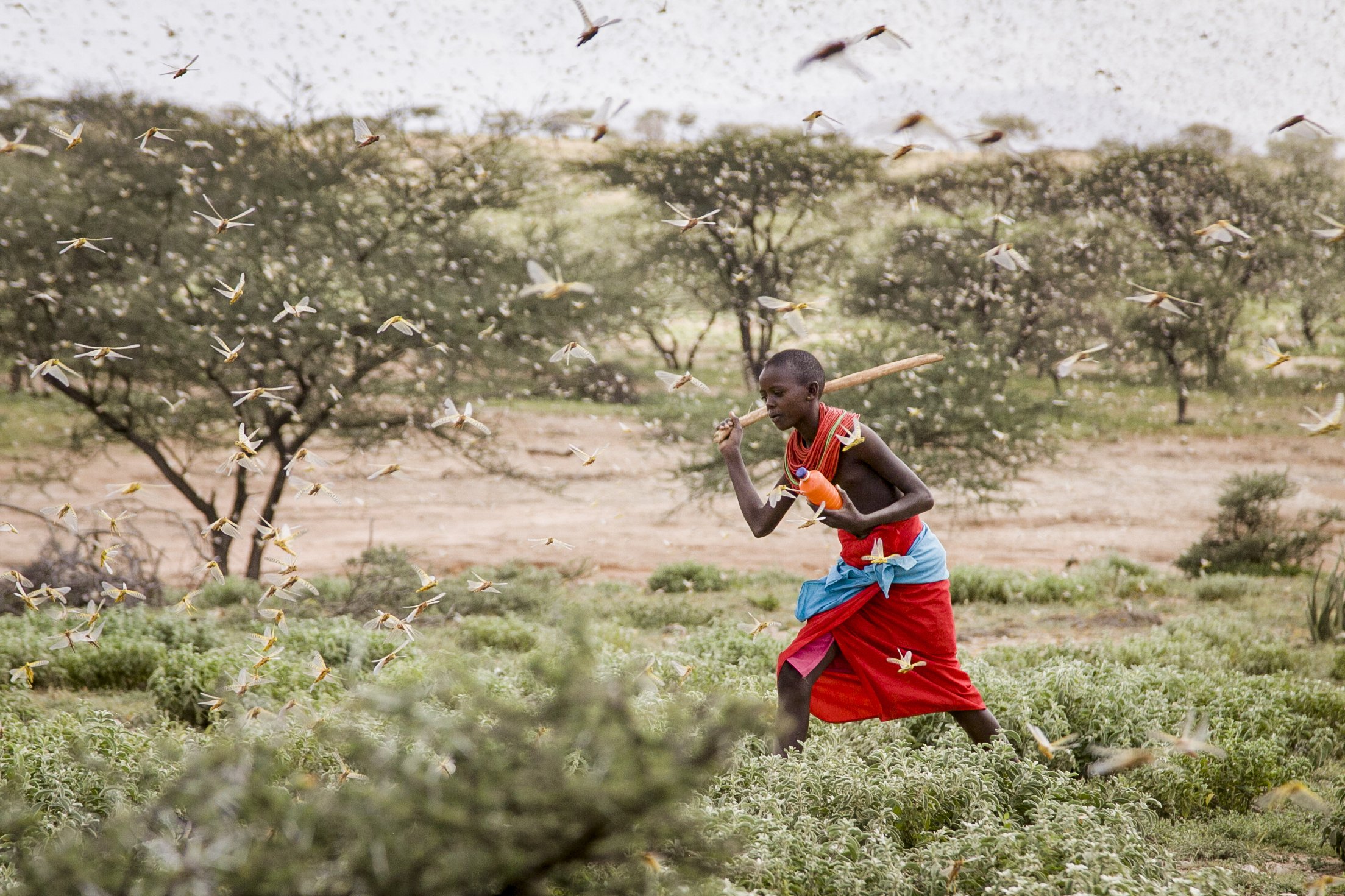 In this photo taken Thursday, Jan. 16, 2020, a Samburu boy uses a wooden stick to try to swat a swarm of desert locusts filling the air, as he herds his camel near the village of Sissia, in Samburu county, Kenya. The most serious outbreak of desert locusts in 25 years is spreading across East Africa and posing an unprecedented threat to food security in some of the world's most vulnerable countries, authorities say, with unusual climate conditions partly to blame. (AP Photo/Patrick Ngugi)