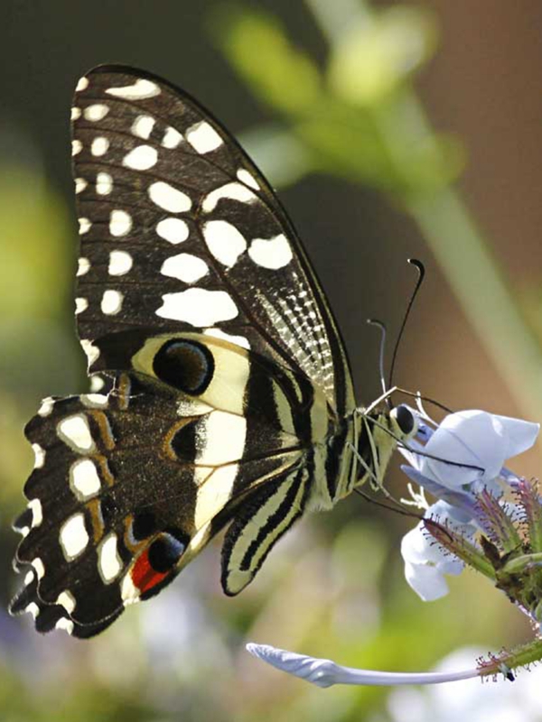 biodiversity