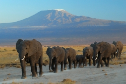 kenya elephants