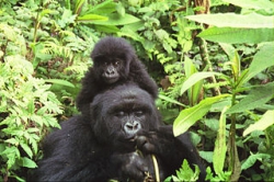 rwanda gorillas