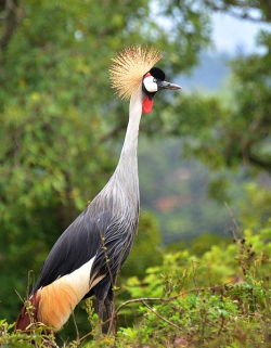 uganda crested crane